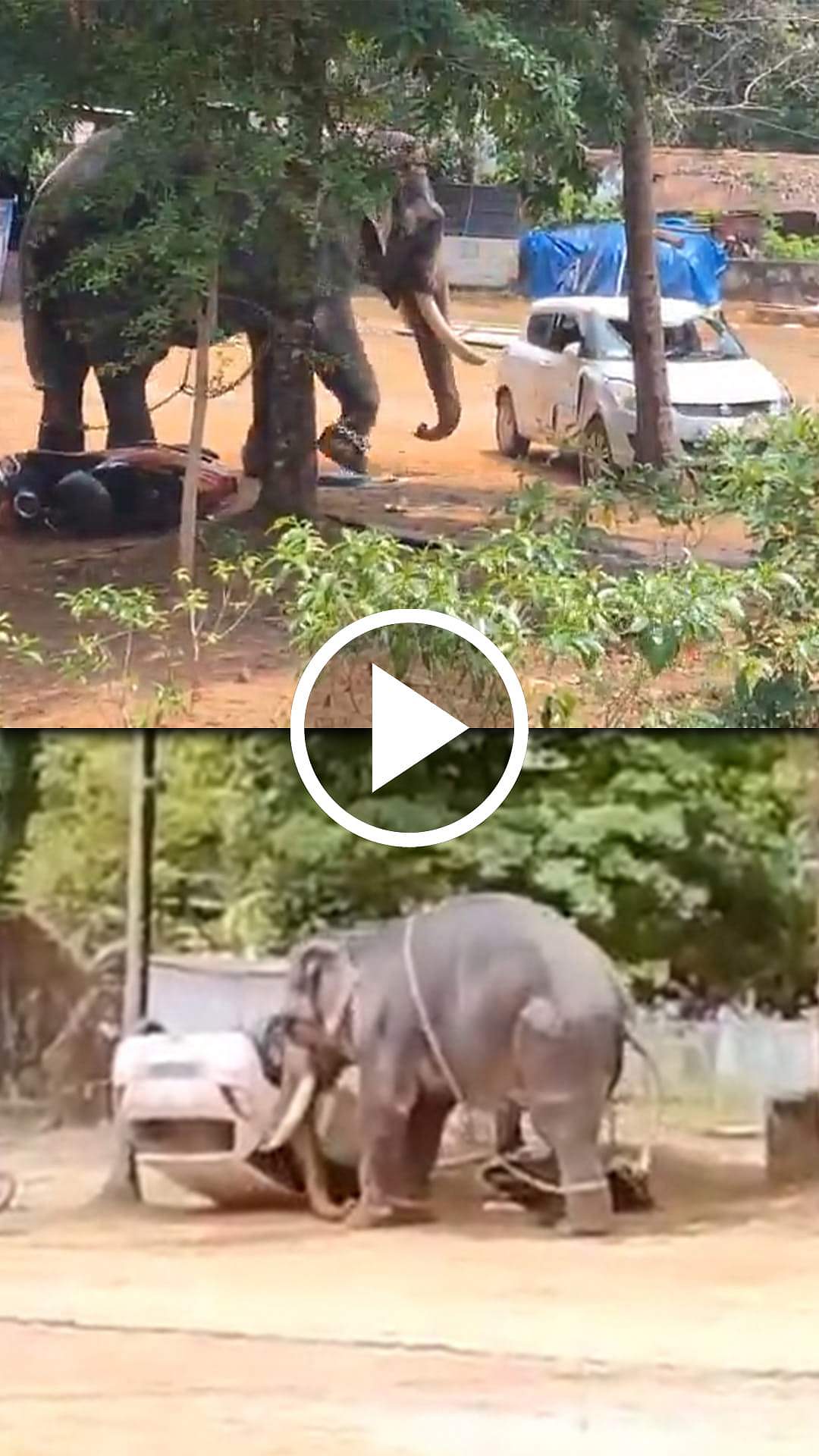 யானை தாக்கியதில் ஒருவர் பலி! கோயில் திருவிழாவில் பரபரப்பு! | Kerala
