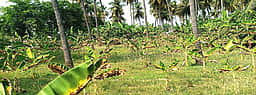 கடும் வெயிலால் இலைகள் கருகும் வாழை மரக்கன்றுகள்