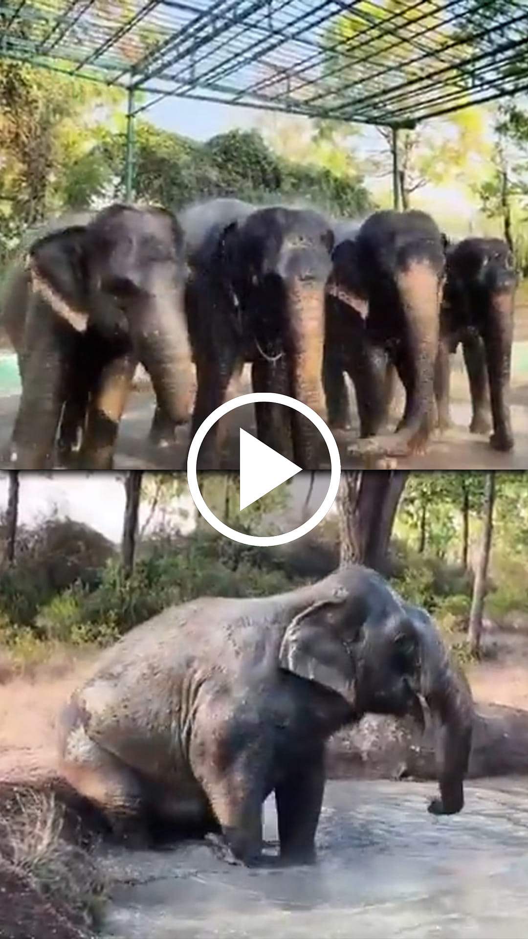 வெயிலை சமாளிக்க 3 வேளை குளியல்! மறுவாழ்வு மையத்தில் யானைகள் குளுகுளு! | Trichy