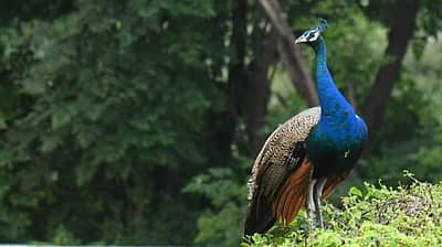 கர்நாடகத்தில் எச்5என்1 வைரஸ் தொற்றால் 44 மயில்கள் இறந்தன!