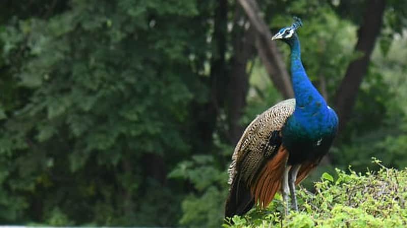 Peacock