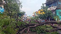 கண்ணமங்கலத்தில் சூறாவளிக் காற்றுடன் பலத்த மழை: மரங்கள் முறிந்து விழுந்து போக்குவரத்து பாதிப்பு