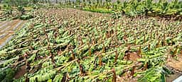 கொளத்தூரில் சூறைக்காற்று: 
20,000 வாழைமரங்கள் சேதம்