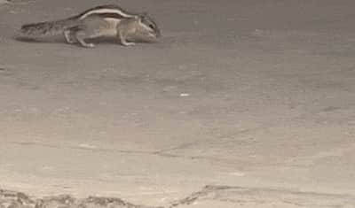 ராஜஸ்தான் பல்கலை.யில் அட்டகாசம்: கண்ணில் படுவோரை கடித்து குதறும் அணில்!  