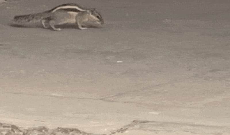 Squirrel Terrorises Entire University In Rajasthan, Bites 20 People