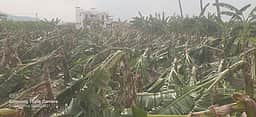 வீரகனூா், தலைவாசலில் சூறைக்காற்றுடன் பலத்த மழை! 500 ஏக்கரில் வாழை, மக்காச்சோளப் பயிா்கள் சேதம்!