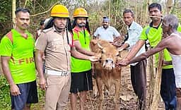 கிணற்றில் தவறி விழுந்த பசு மீட்பு