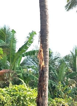 கூடலூரில் இடி தாக்கி தென்னை மரம் சேதம்