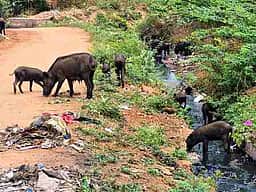 சிங்கம்புணரியில் பன்றிகளால்
நோய் பரவும் அபாயம்