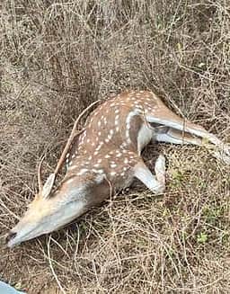 பொன்னமராவதி அருகே
வயலில் இறந்துகிடந்த மான் மீட்பு