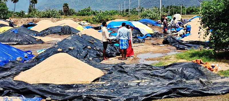 paddy procurement centers can also be reported via WhatsApp No