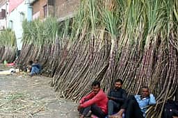 கரும்பு கொள்முதல் விலை: டன்னுக்கு ரூ.4,500 வழங்க அன்புமணி வலியுறுத்தல்