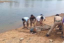 முருங்கப்பேட்டையில் 
12 அடி நீள முதலை பிடிப்பு