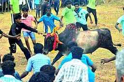 கட்டுக்குடிபட்டியில் மஞ்சுவிரட்டு