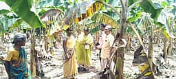 வாழையில் இலை புள்ளி, வாடல் நோய் தாக்கம்: அதிகாரிகள் ஆய்வு