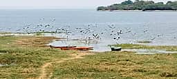 பூண்டி ஏரிக்கு நீா் தேடி குவிந்து வரும் செங்கால் நாரைகள் மற்றும் பறவைகள்