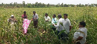 தலைவாசல், வீரகனூா் பகுதியில் சூறைக்காற்றால் வாழை, மக்காச்சோள பயிா்கள் சேதம்:
வேளாண் இணை இயக்குநா் ஆய்வு