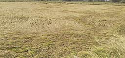 சூறைக்காற்று: 150 ஏக்கரில் நெற்பயிா்கள் சேதம்; விவசாயிகள் வேதனை