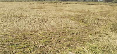 சூறைக்காற்று: 150 ஏக்கரில் நெற்பயிா்கள் சேதம்; விவசாயிகள் வேதனை