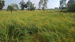 வேதாரண்யம்: சூறைக்காற்றுடன் மழை