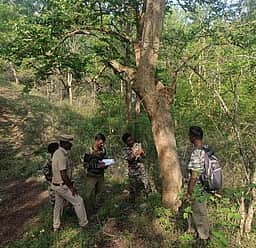 முதுமலை புலிகள் காப்பகத்தில் புலிகள் கணக்கெடுப்பு தொடக்கம்
