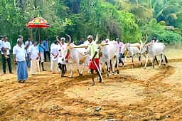 சிங்கம்புணரியில் பொன் ஏா் பூட்டும் விழா