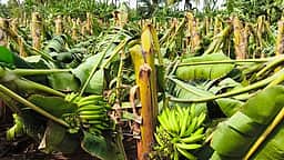 கோபி அருகே சூறாவளி காற்றுடன் கனமழை: 5 ஆயிரத்துக்கும் மேற்பட்ட வாழைகள் சேதம்