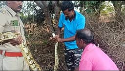 மலைப்பாம்பை பிடித்து வனப்பகுதியில் விட்ட வனத்துறையினா்