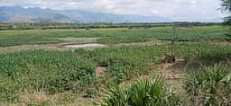 உத்தமபாளையம் பாசனக் குளங்களை
விரைந்து தூா்வாரக் கோரிக்கை