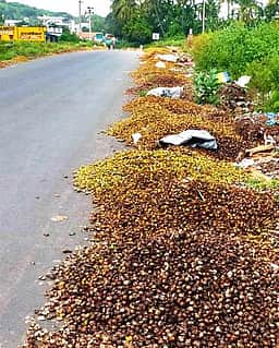 வாழப்பாடி பகுதியில் சுற்றுச்சூழலை பாதிக்கும் பாக்குத் தோல் கழிவுகள்!