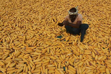 <P>A farmer dries the harvested corn to reduce the moisture content at the outskirts of Vijayawada. Express photo by Prasant Madugula</P>