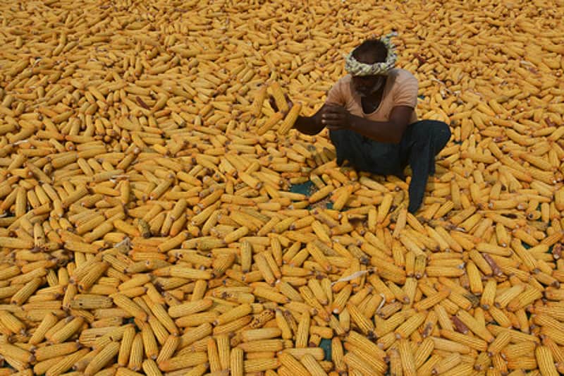 <P>A farmer dries the harvested corn to reduce the moisture content at the outskirts of Vijayawada. Express photo by Prasant Madugula</P>