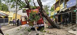கண்டெய்னா் லாரி மீது  மரம் சாய்ந்து விபத்து: நூலிழையில் தப்பினாா் ஓட்டுநா்