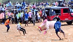 கீழையப்பட்டியில் மஞ்சுவிரட்டு