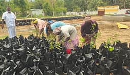 பசுமைப் பூங்காவாக மாறும் 
அணைக்கரைப்பட்டி மலைக் கிராமம்: 24 ஆயிரம் மரக்கன்றுகள் நடவு 