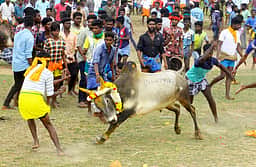 தென்கரையில் மஞ்சுவிரட்டு