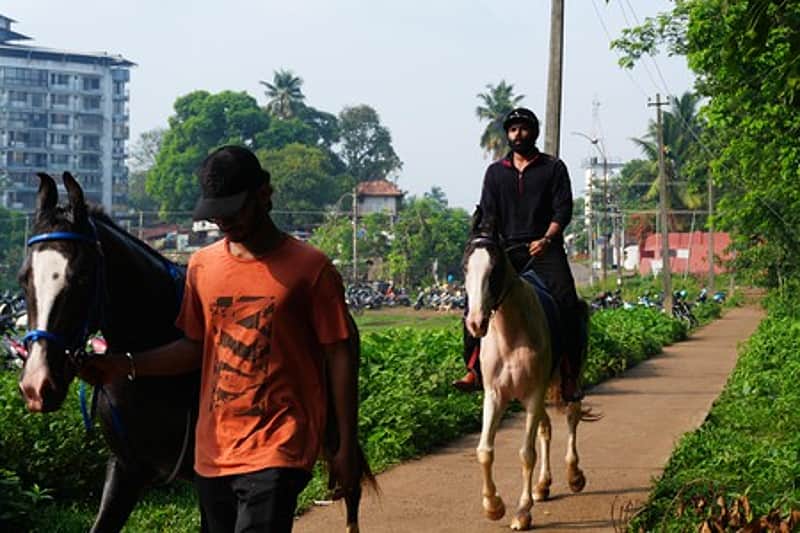 Horse Dies of Glanders Infection in Chennai