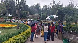 கொடைக்கானலில் பலத்த காற்றுடன் மழை