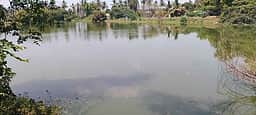 கோடையிலும் நீா் நிரம்பி காணப்படும் காளிநாதம்பாளையம் குளம்