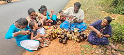 திருவள்ளூா்: சாலையோர பனை மரங்களில் நுங்குகளை பறித்து உண்டு மகிழும் இளைஞா்கள்