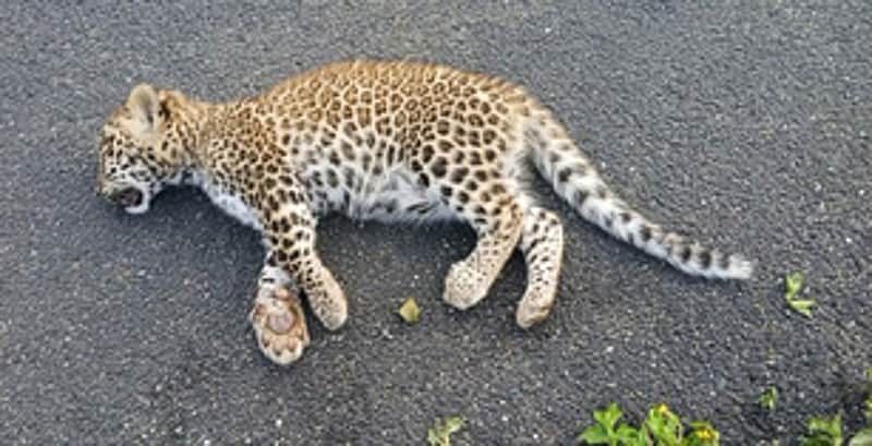 Leopard cub found dead in Goa; minister orders probe