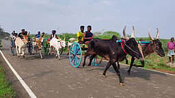 பட்டமங்கலத்தில் மாட்டுவண்டிப் பந்தயம்
