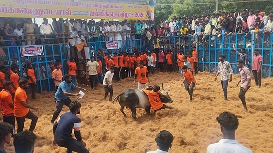 காளையை அடக்க முயன்ற வீரா்கள்.