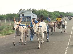 கடலாடி அருகே இரட்டை மாட்டு வண்டிப் பந்தயம்