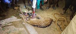 தோகைமலை அருகே கிணற்றில் தவறி விழுந்த புள்ளிமான் மீட்பு