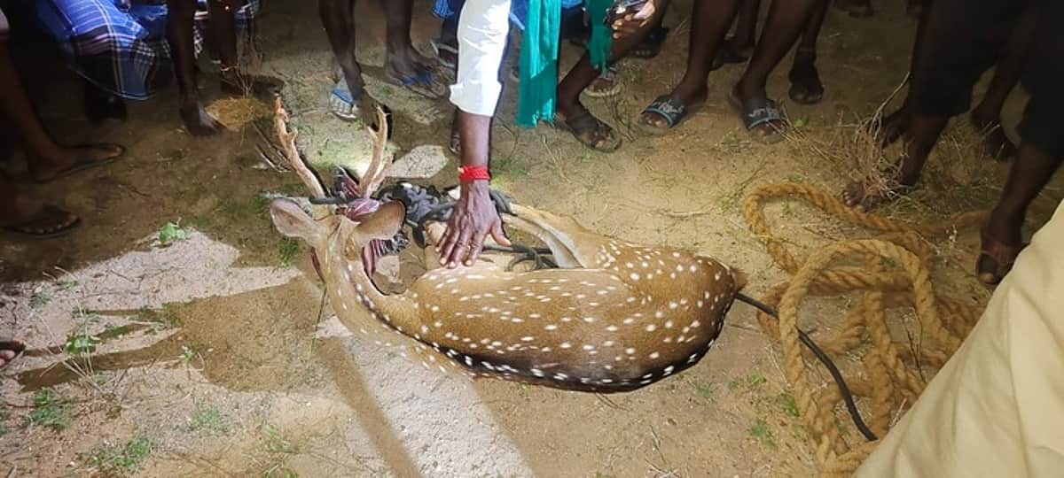 News image