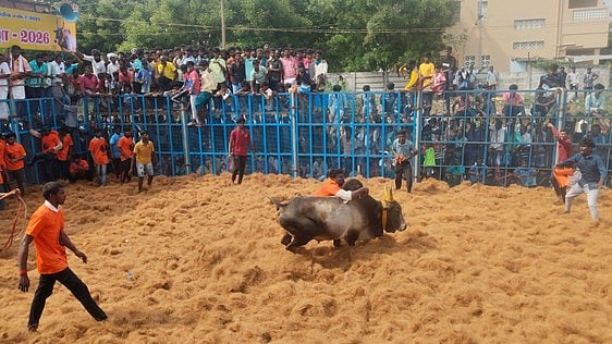 காளையை அடக்க முயன்ற வீரா்கள்.