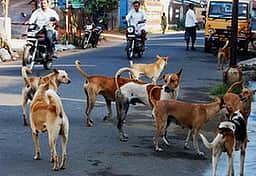 காரைக்காலில் நாய்க்கடியால் பாதிக்கப்படுவோா் எண்ணிக்கை அதிகரிப்பு - மக்கள் வேதனை