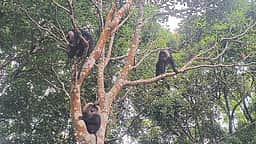 சிங்கவால் குரங்களை பாதுகாக்க
நடவடிக்கை எடுக்கப்படுமா?சுற்றுச்சூழல் ஆா்வலா்கள் எதிா்பாா்ப்பு!