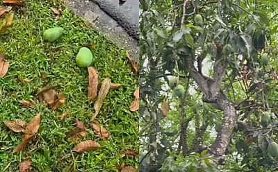 பொது இடத்திலுள்ள மரங்களிலிருந்து விழுந்த  மாம்பழங்களை எடுத்தால் ரூ. 3.50 லட்சம் அபராதம்!